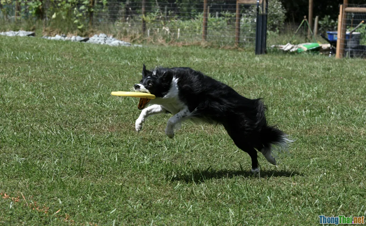 active dog, playing Husky