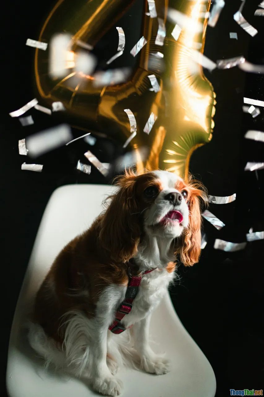 advanced tricks, canine cognition