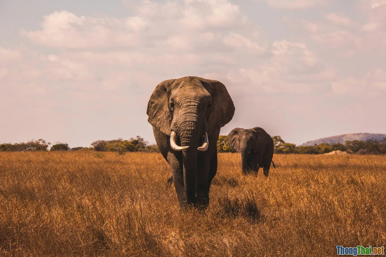 africa wildlife films, comparison