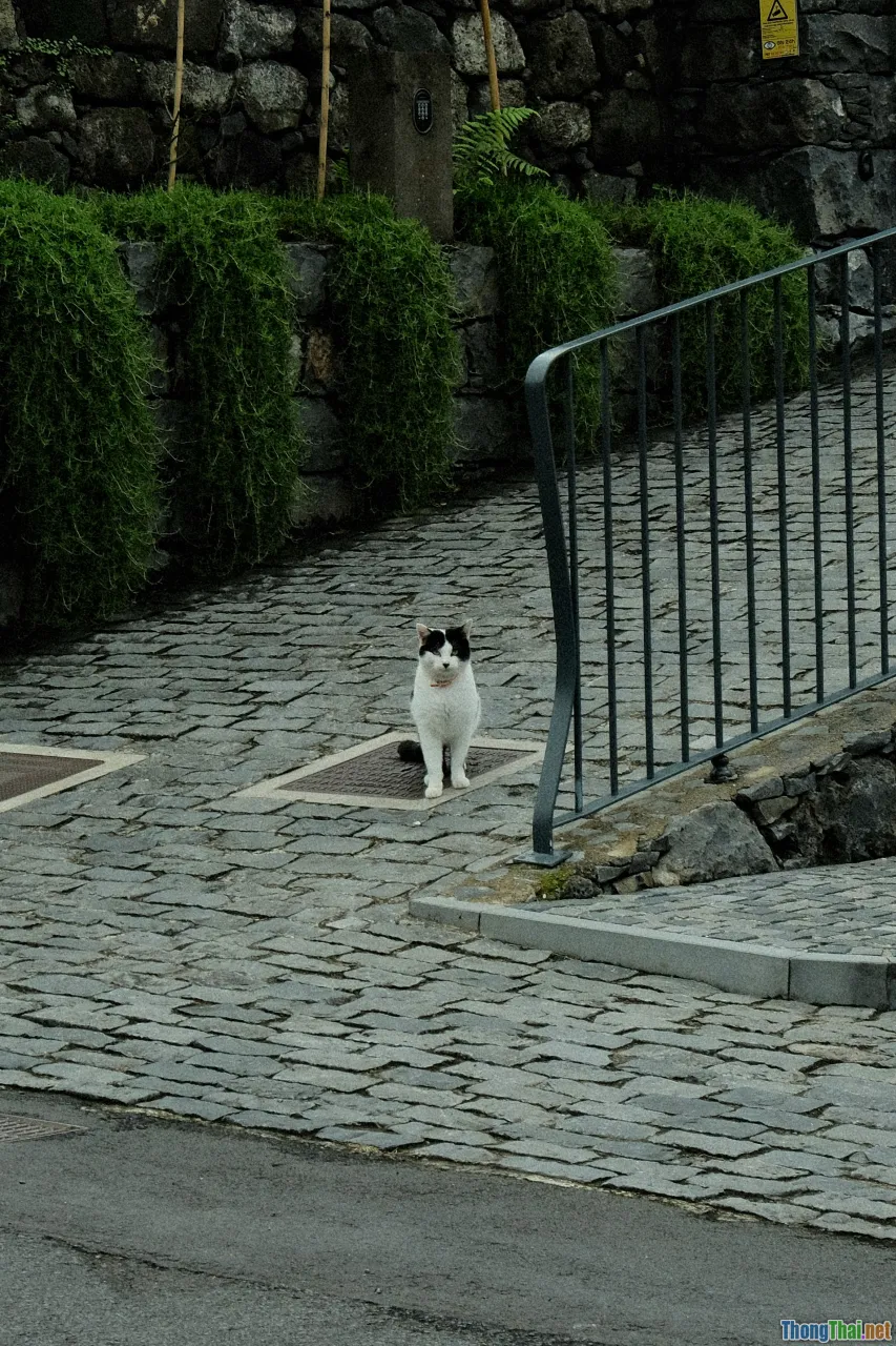 anxious pet, withdrawn cat, sad dog