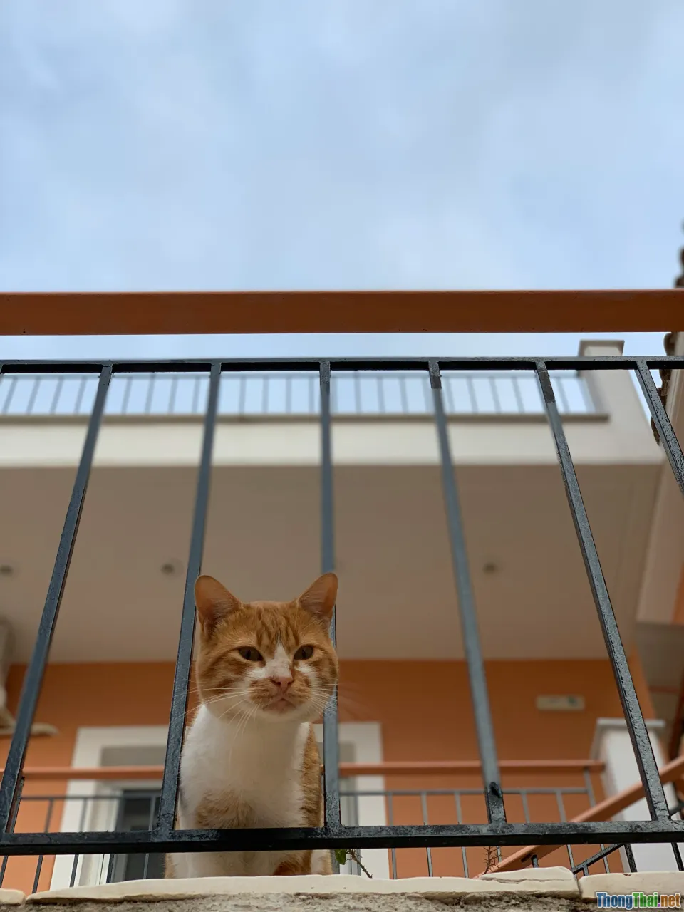 balcony pet tips, safe space for pets