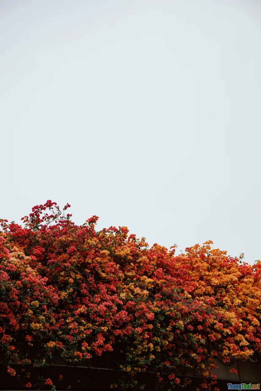 binge-watching, cliffhanger, seasons