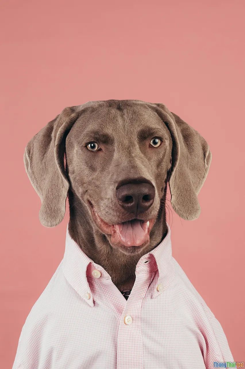 booking, time management, vet appointment