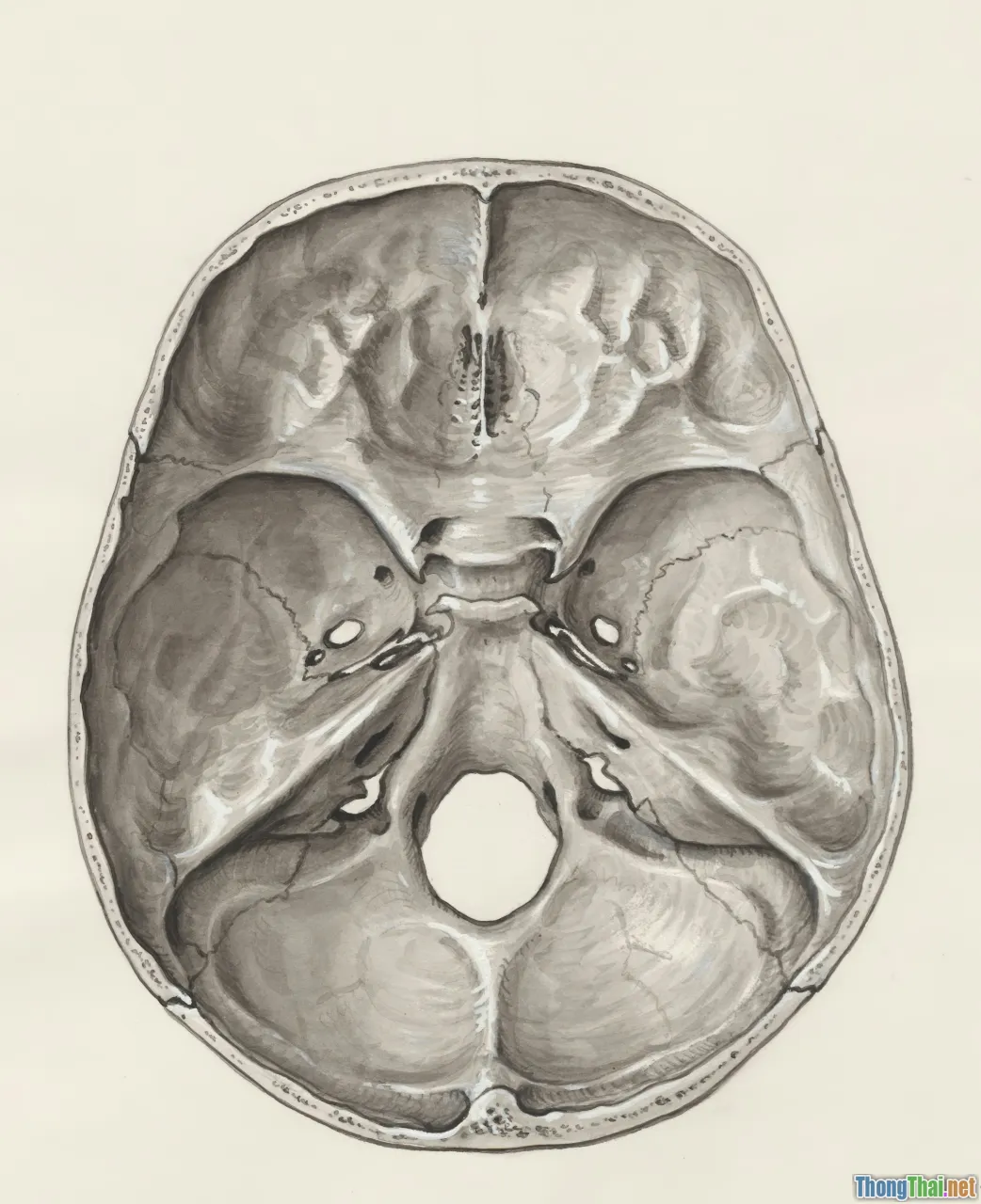 brain development, tall baby