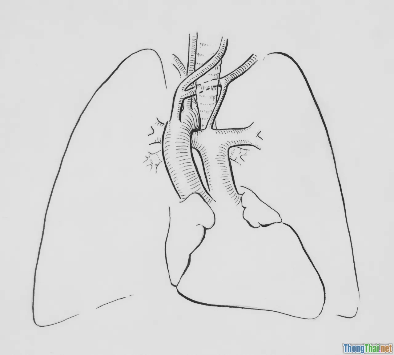 breath, resonance, vagus nerve, humming