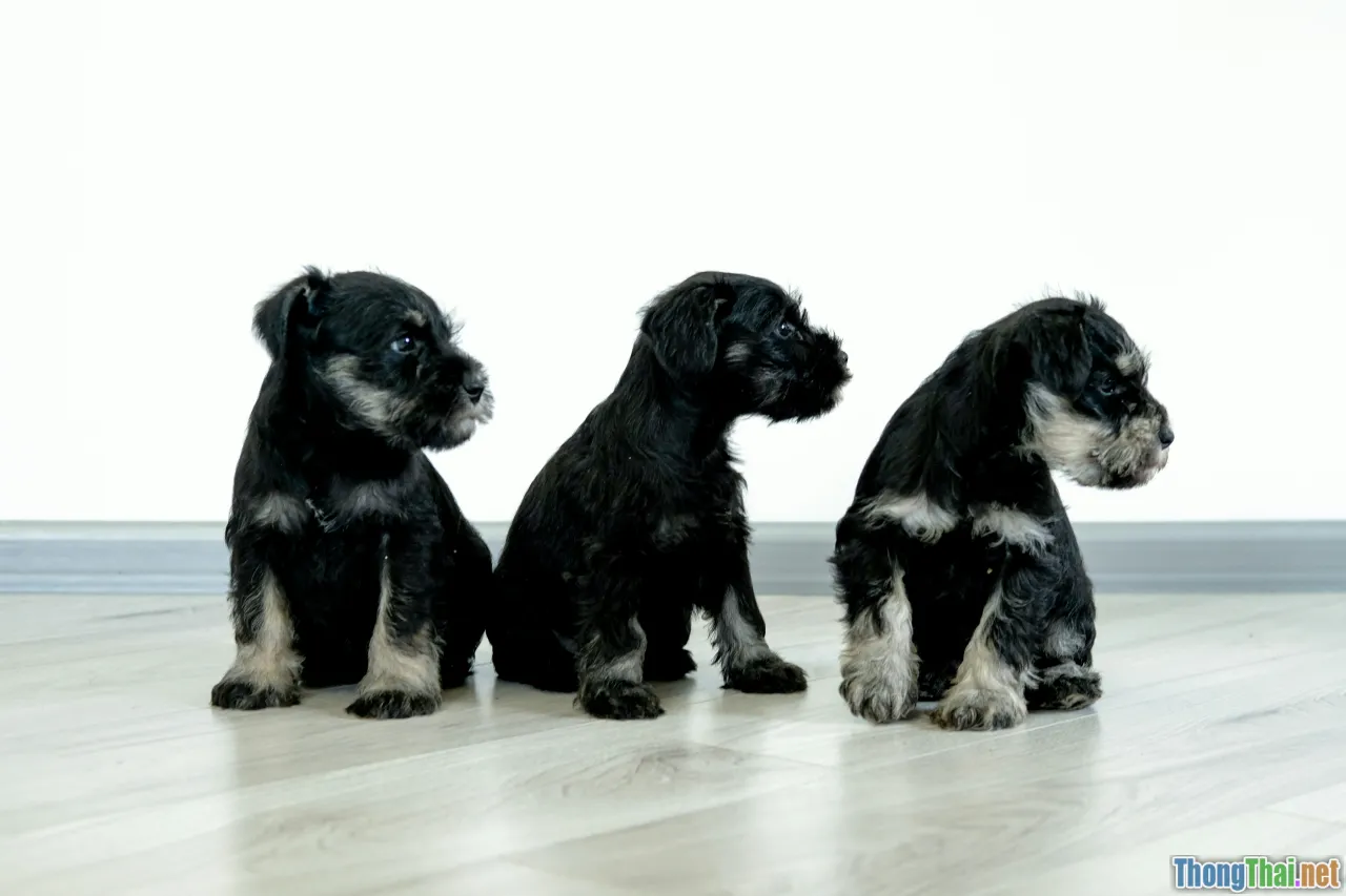 breeds comparison chart, small dogs