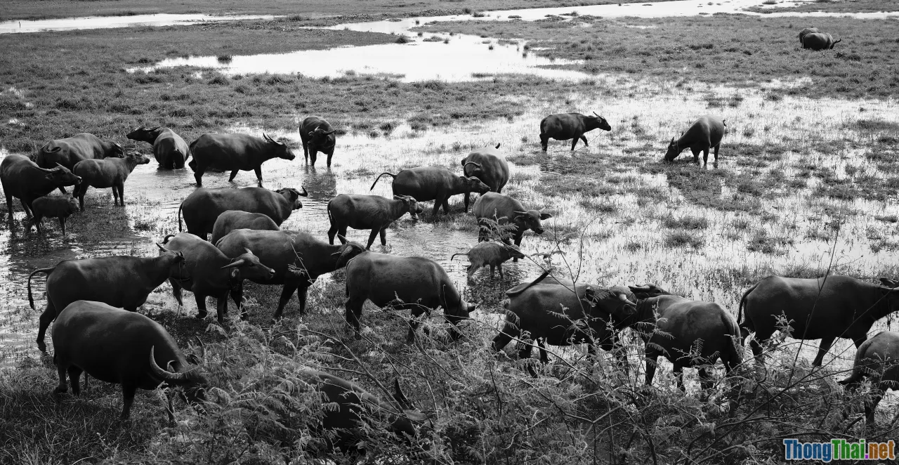 buffalo herding, southern Vietnam, children on field, sunset river