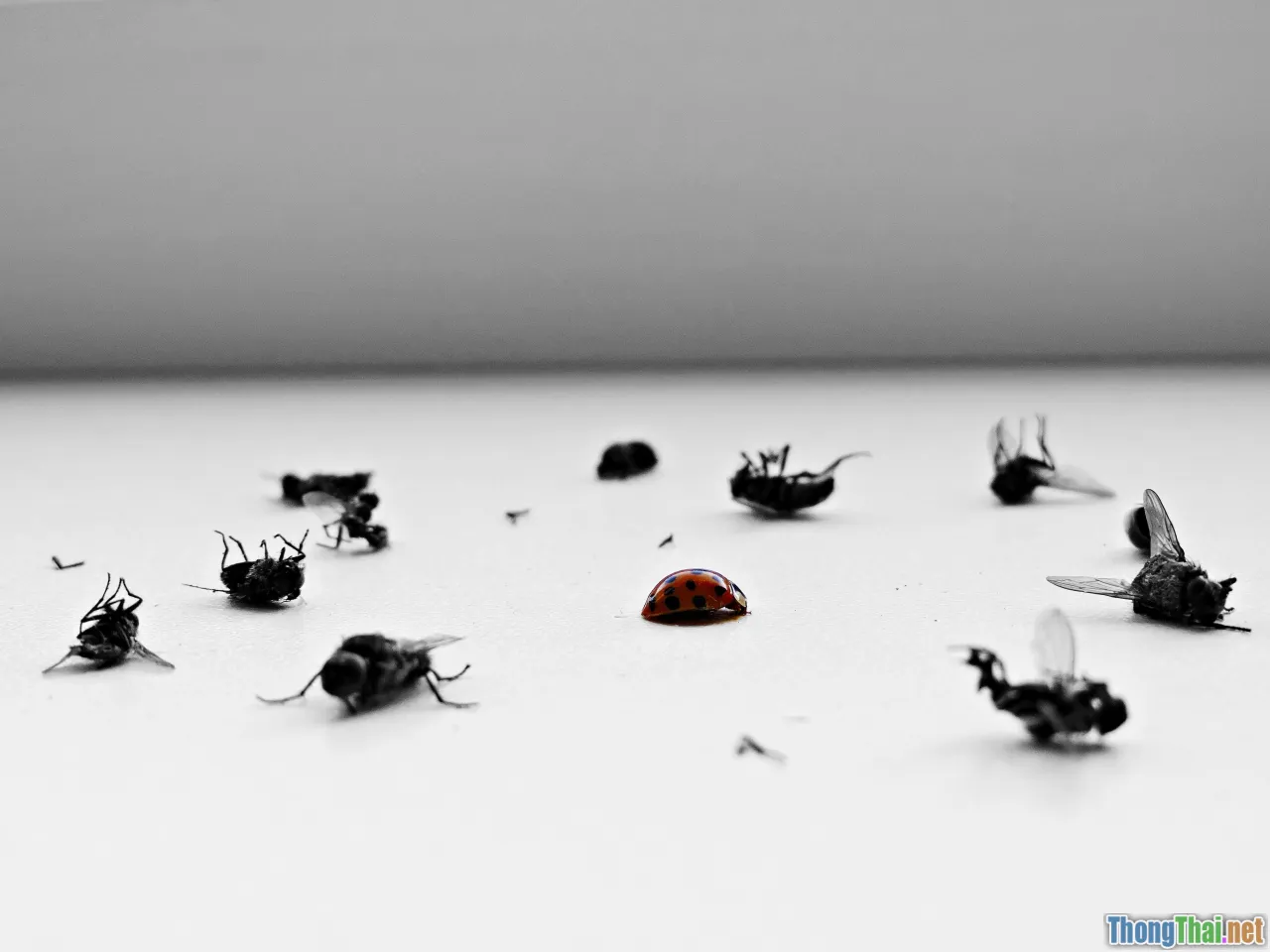 bug bounty, vulnerability disclosure, CVE