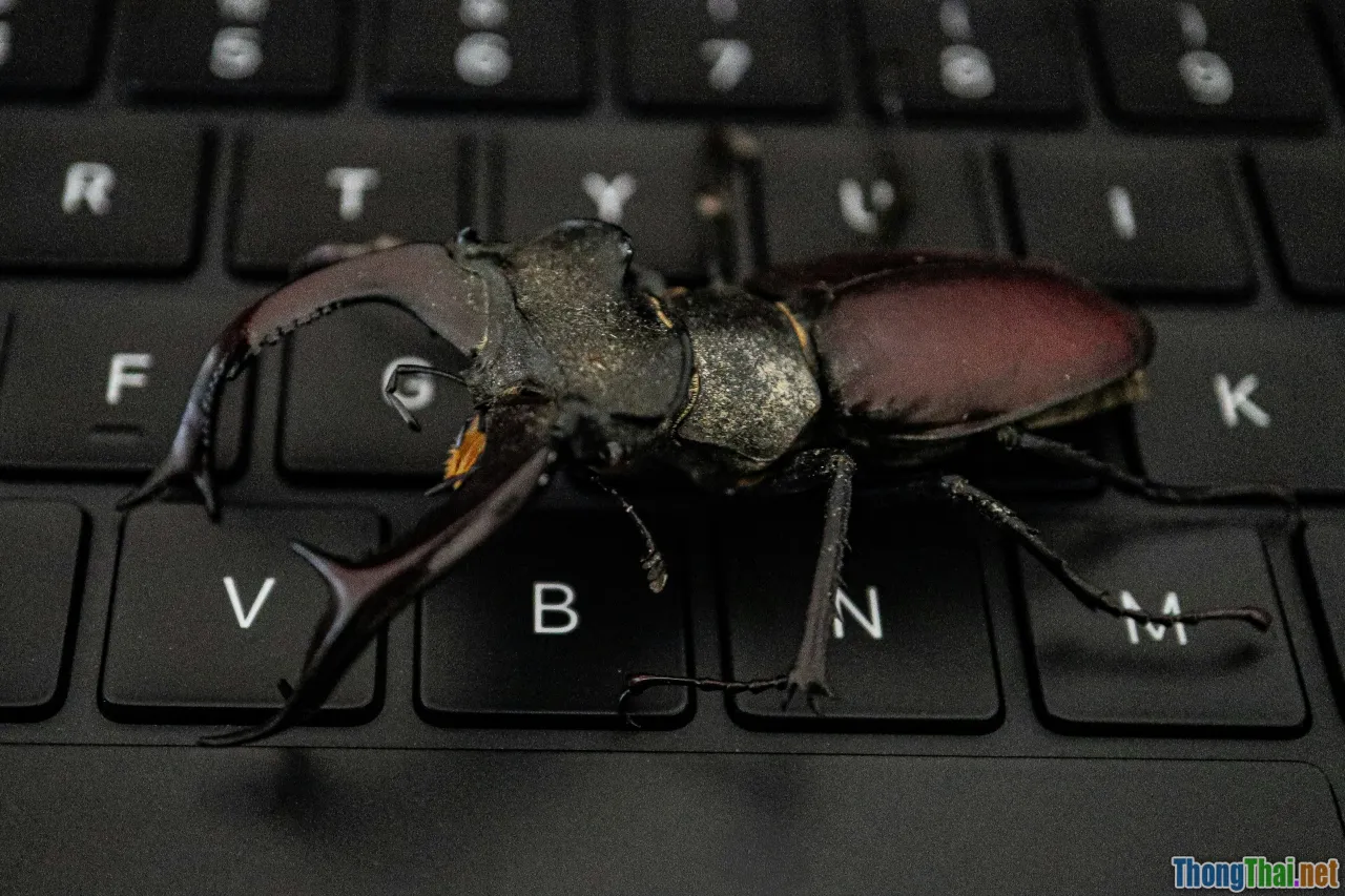 bug hunting tools, cybersecurity workflow