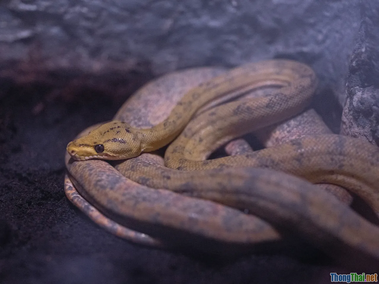 burn wound, drowning, snake bite, allergic reaction