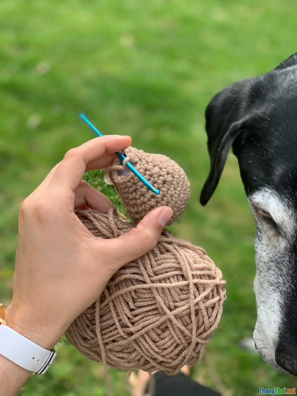busy owner knitting, time saving pet DIY