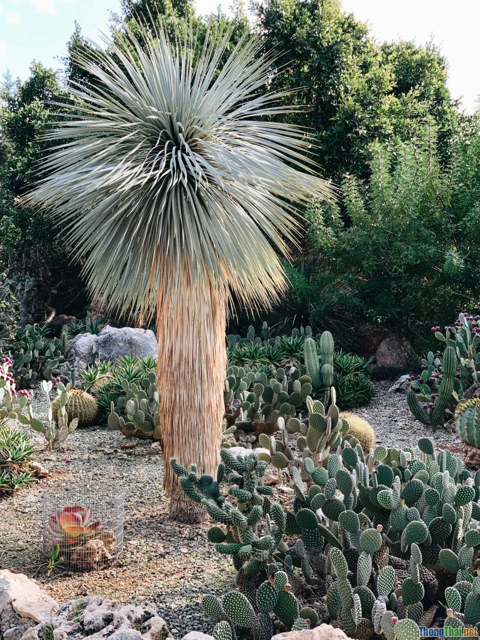 Bắt đầu chăm sóc xương rồng cho người mới hoàn toàn