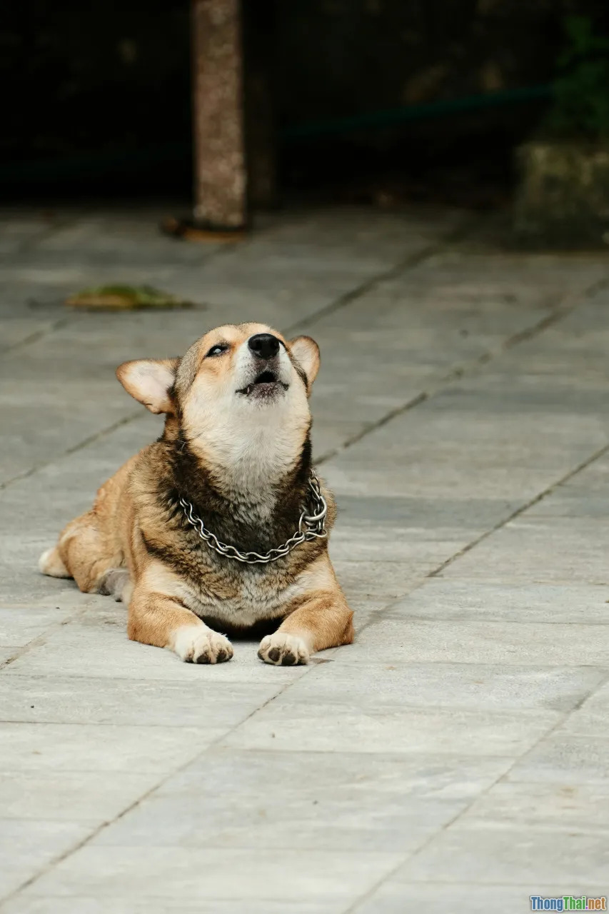 calm dog, stress signals
