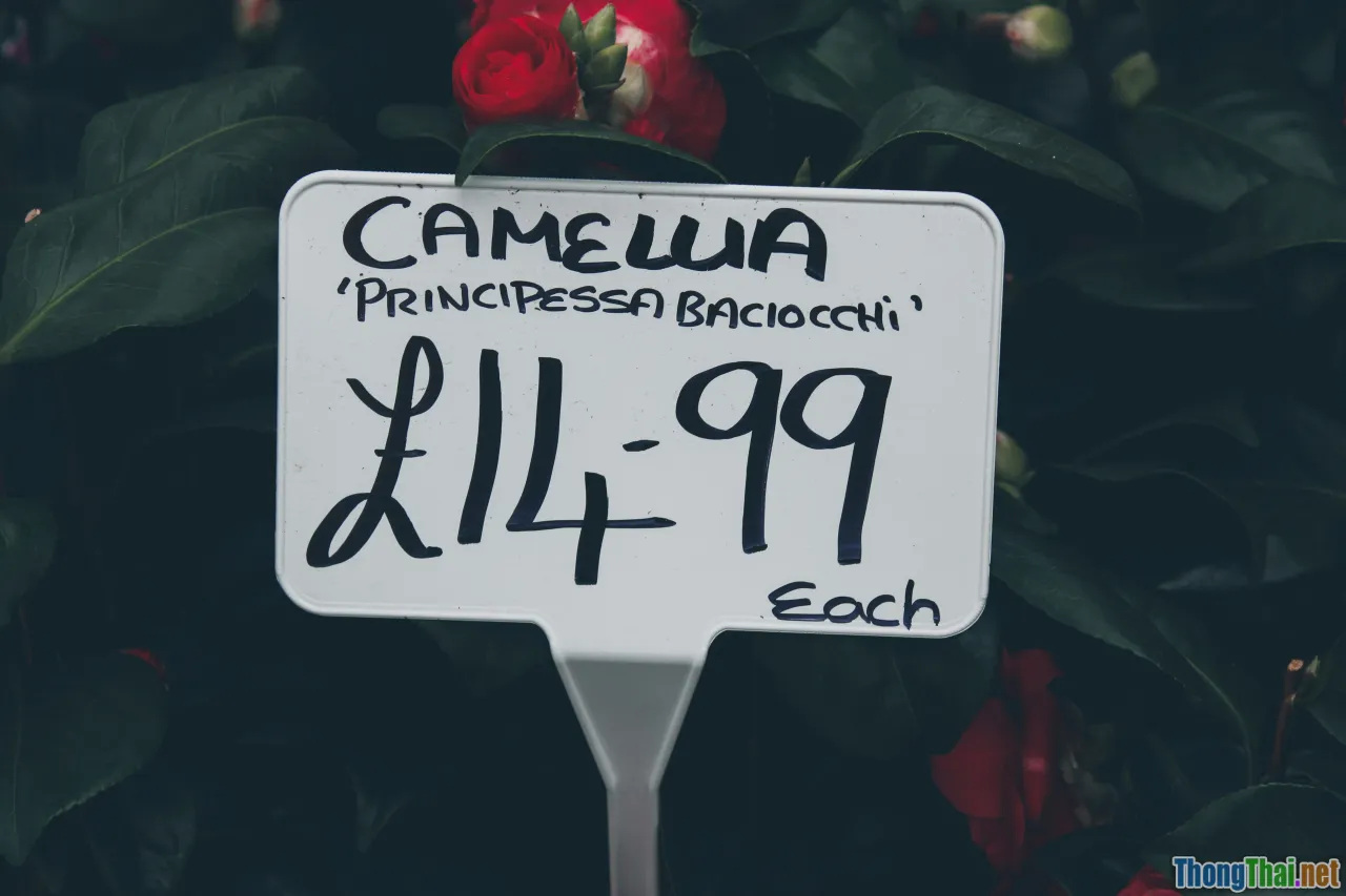 canva marketplace, digital products, earning money