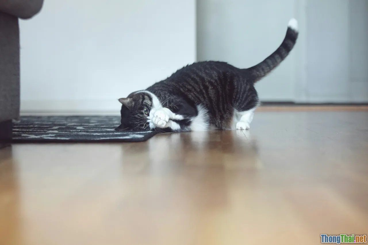 cat agility, clicker training, feline