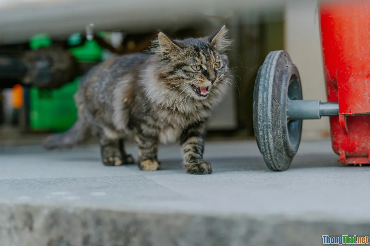 cat dog, training goals