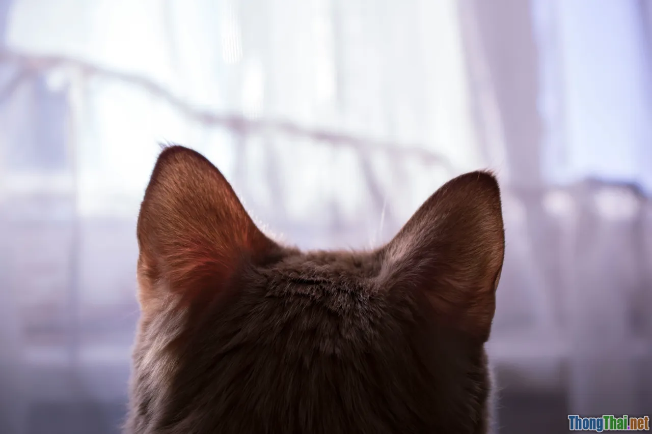 cat ears, attentive cat head, listening cat