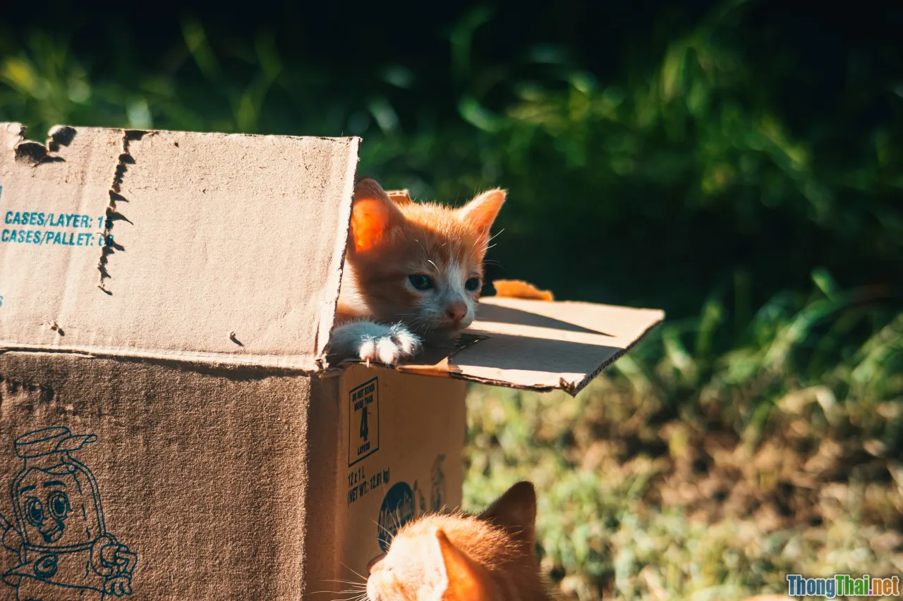 cat foraging box, hidden treats, cardboard box