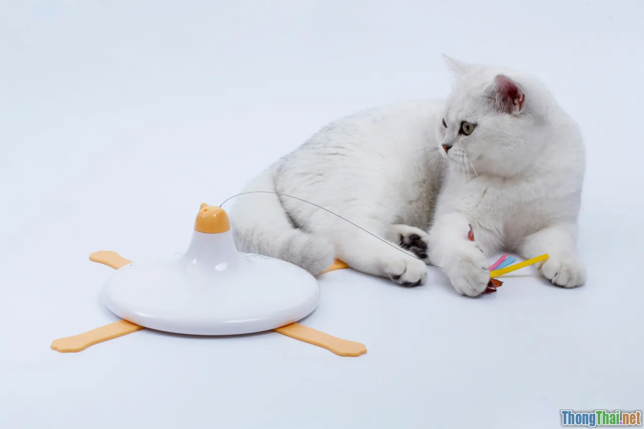 Top 7 trò chơi tăng trí tuệ cho mèo lười