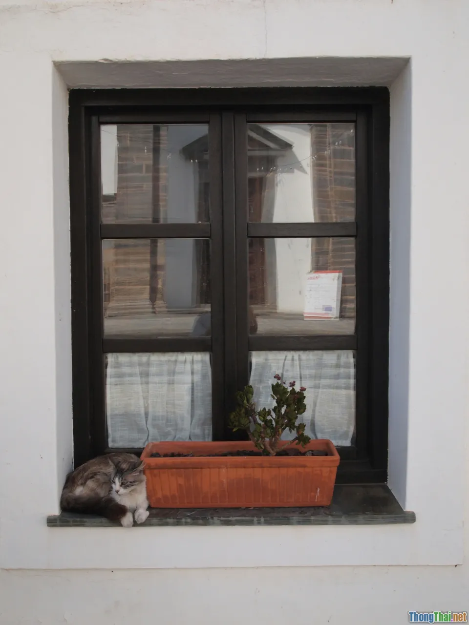 cat grass, indoor, happy cat, window shelf