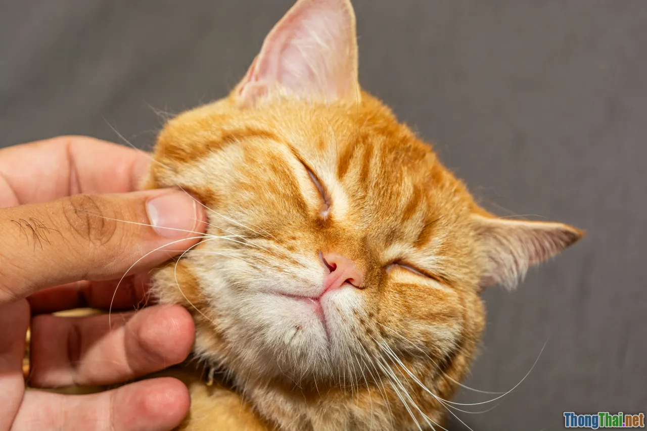 cat grooming, hidden tick, dog vs cat, pet care