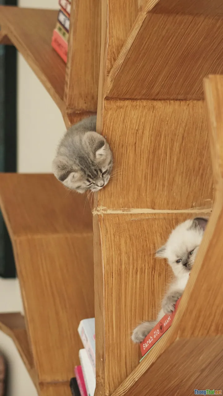 cat jumping, curious kitten, climbing shelves