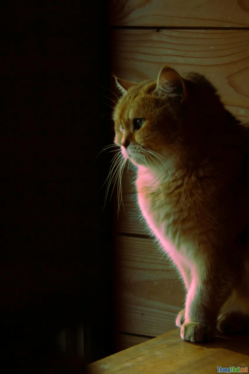 cat laser pointer, chasing light