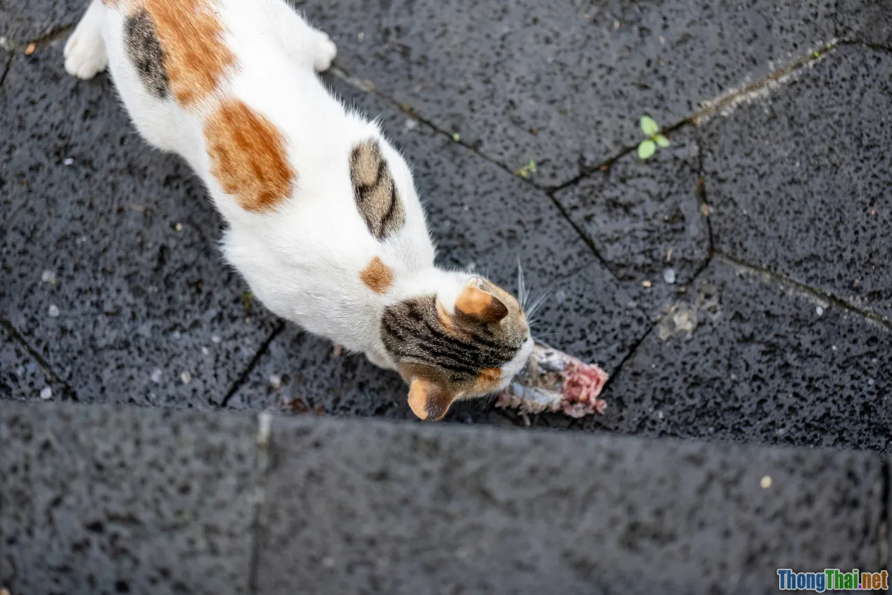 cat, wet food, gravy, royal canin