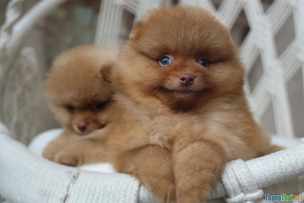 checklist, buying guide