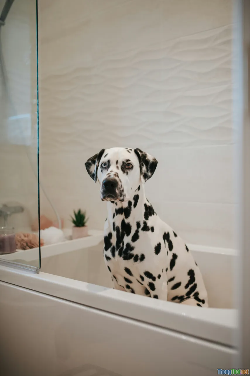 clean dog bathroom, rainproof pet care