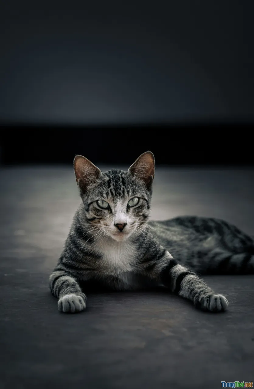 close-up cat eyes, expressive cat face