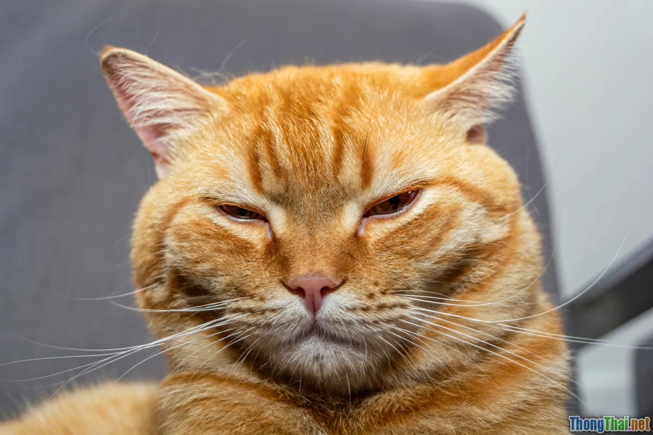 comparison cat dog emotions, cat vs dog face