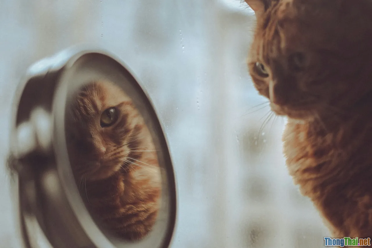 comparison, self esteem, reflection