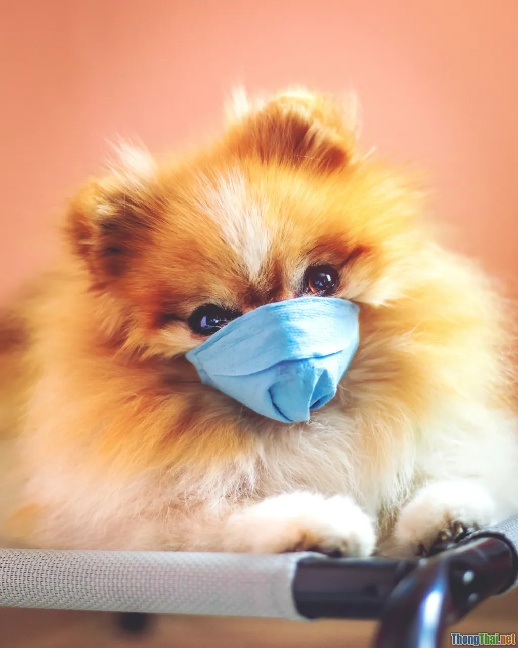 coughing dog, difficulty breathing cat, vet stethoscope pet