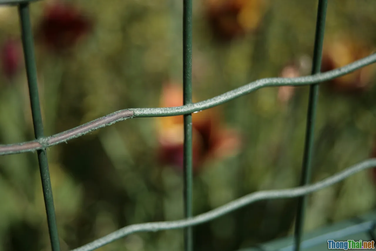 crimson sunbird, easy songbird, cage plant