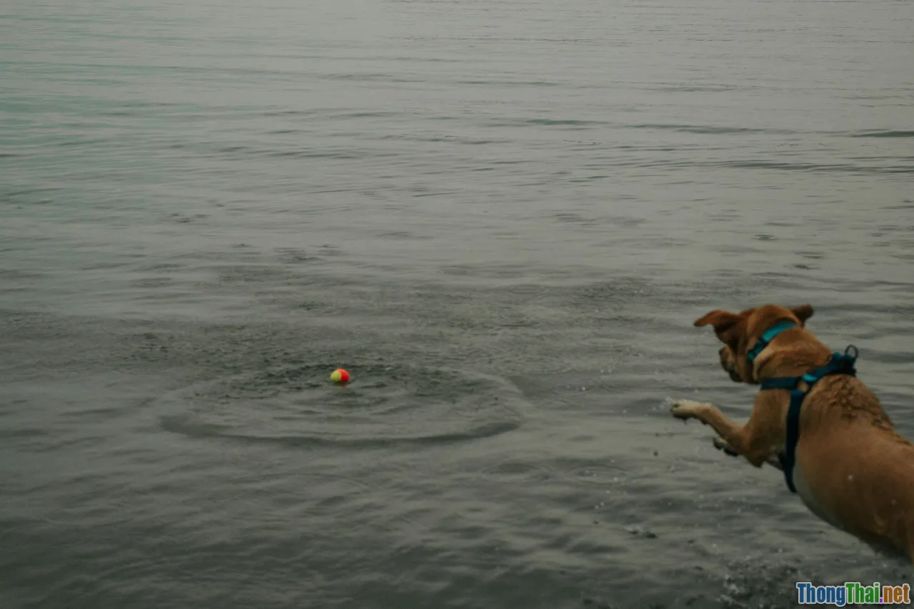 So sánh các bộ môn thể thao thú cưng phổ biến