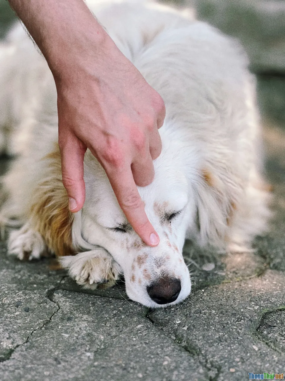 dog bite, first aid, wound care
