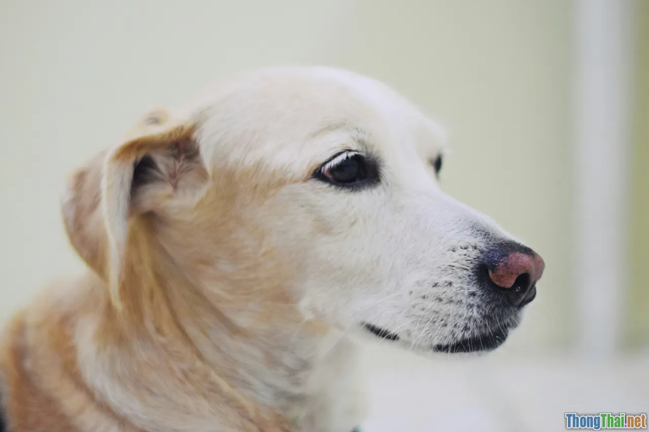dog chemotherapy, pet cancer treatment, animal oncology