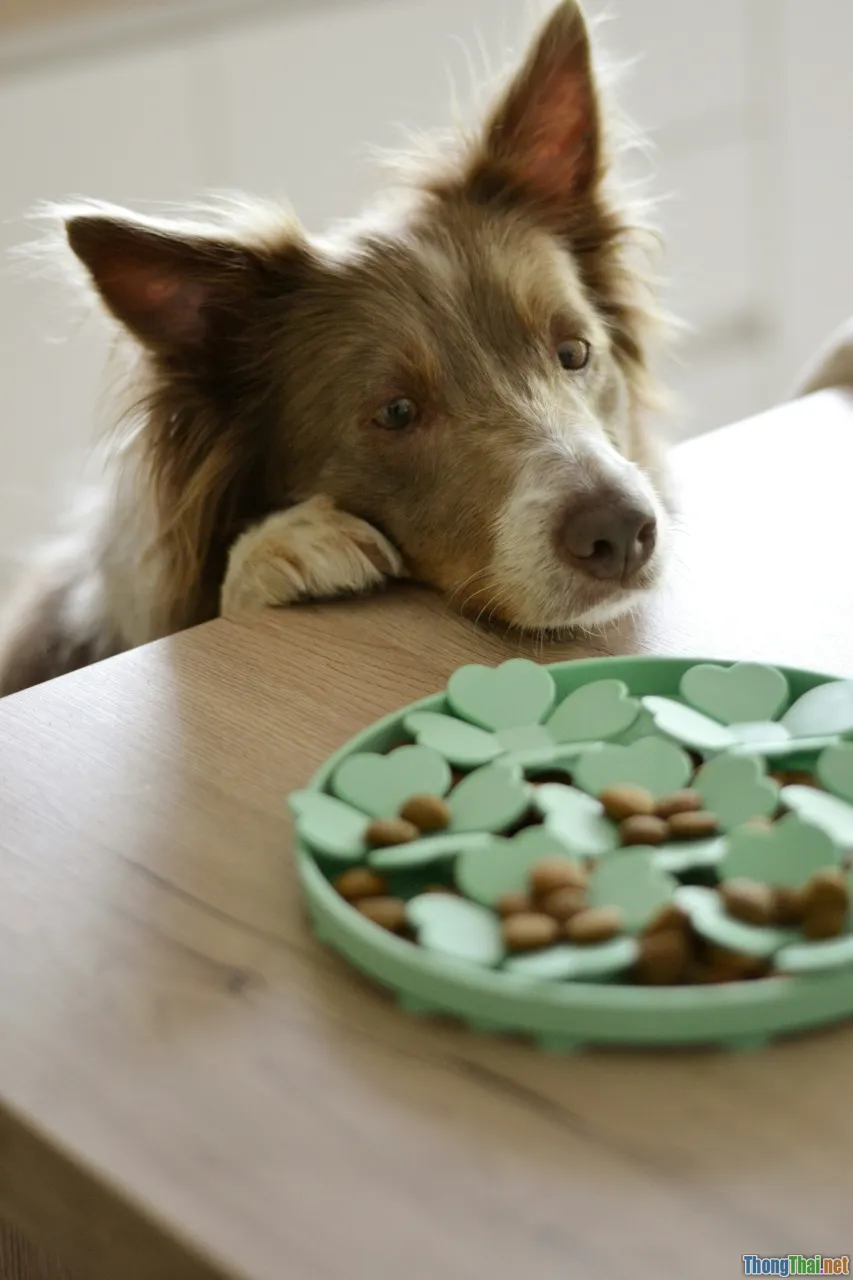 dog exercise, puzzle feeder