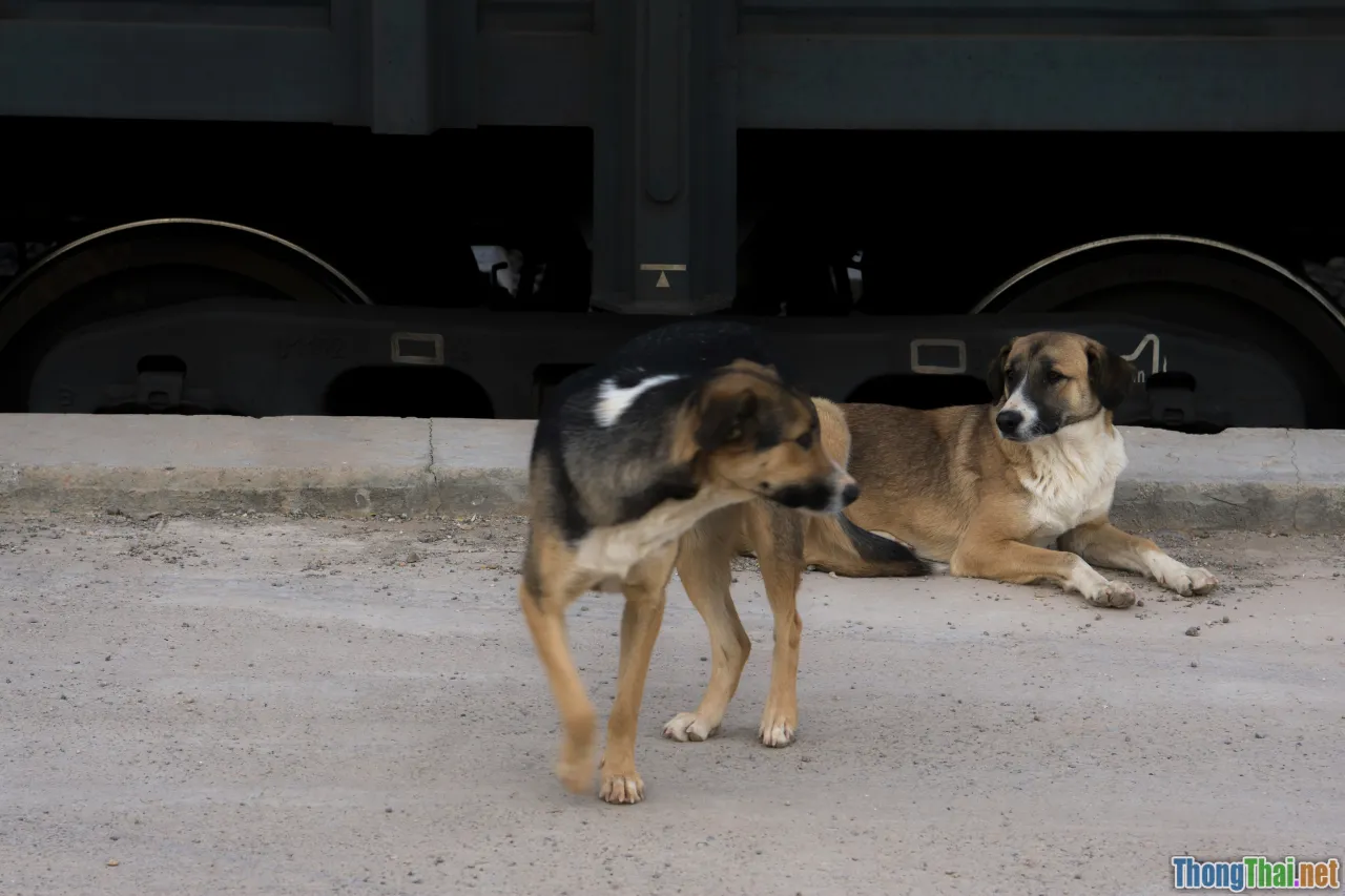 Cách huấn luyện chó ngồi dễ dàng tại nhà