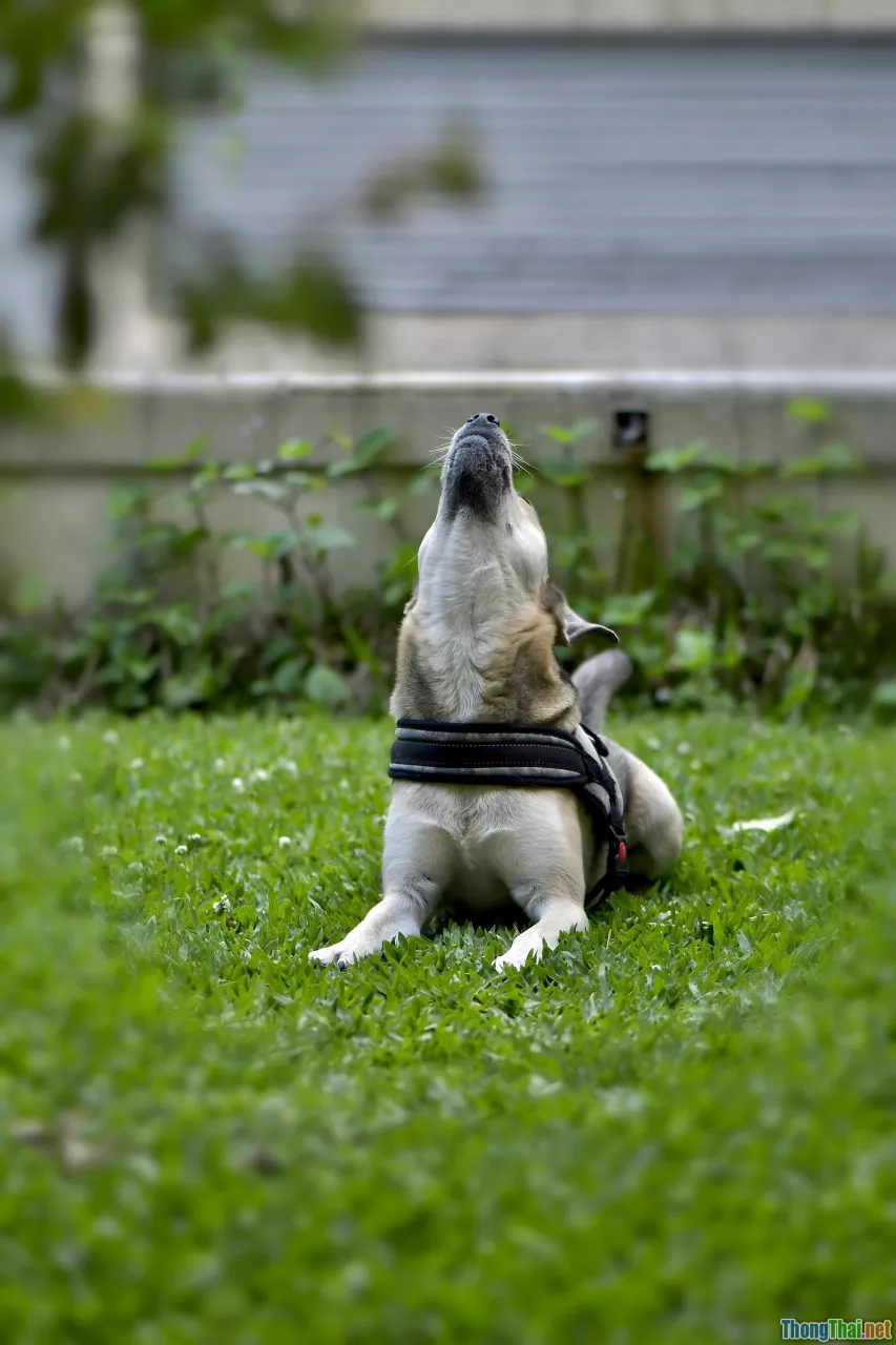 dog training, sitting dog, obedience basics