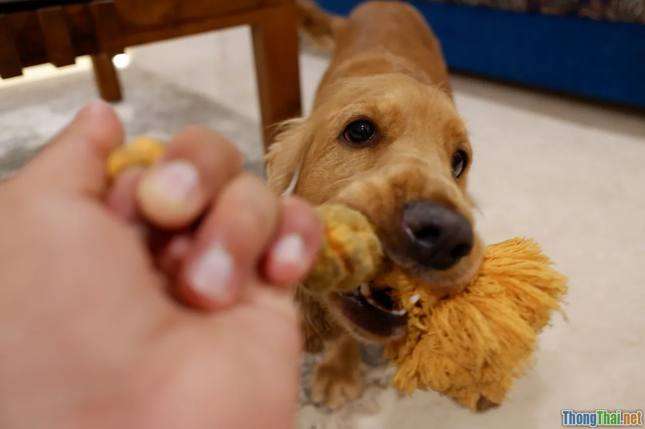 dog treats, tug toy, praise