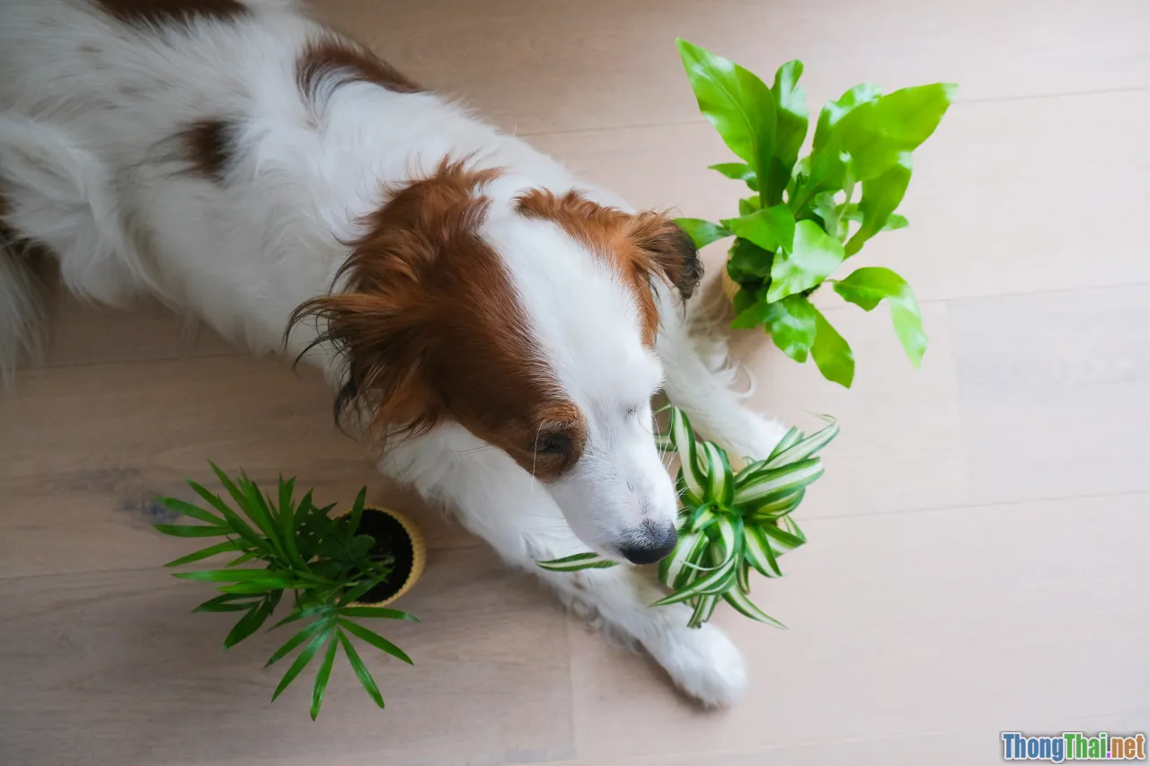 Không gian sống xanh cho thú cưng có quan trọng