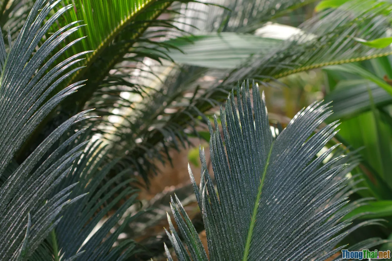 fabric, tropical climate, humidity