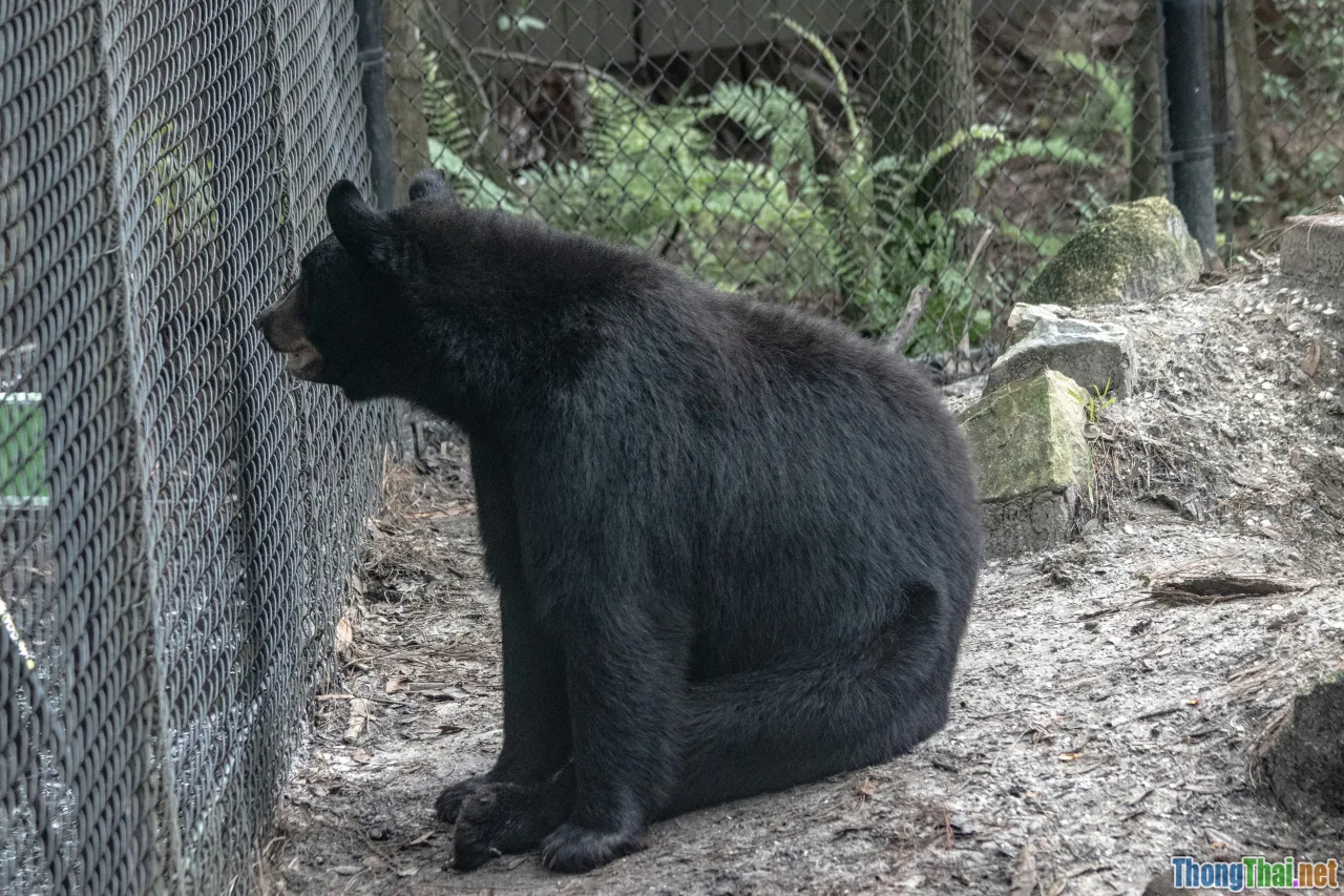 fake sanctuary, rescued bear, comparison