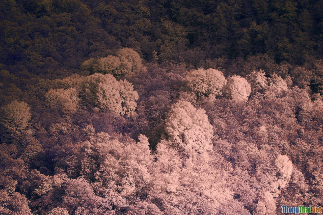 fantastical landscape, peach blossom forest, fairy costume, rocks and clouds