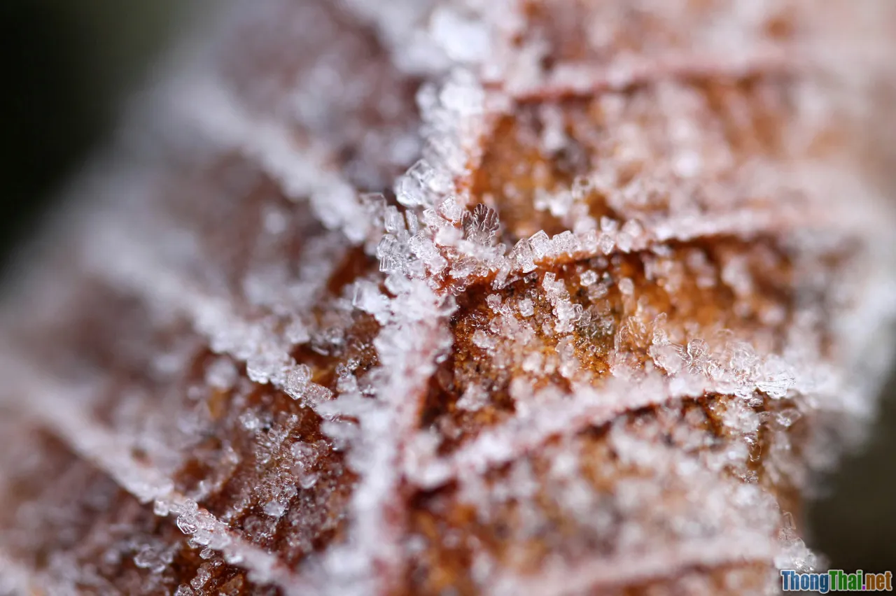 FAQs, myths, facts, frozen food