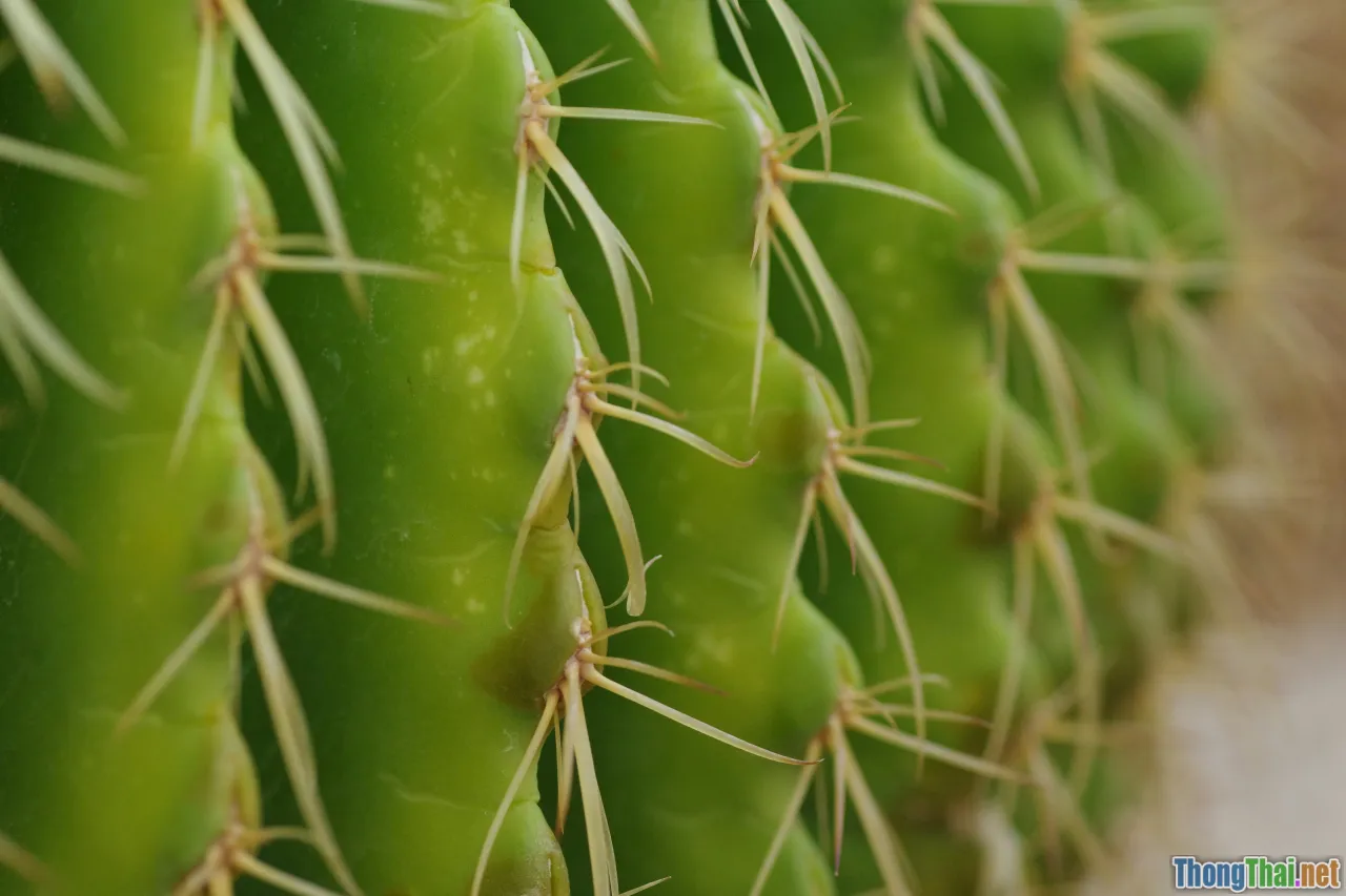 fertilizer, cactus feeding, plant nutrients