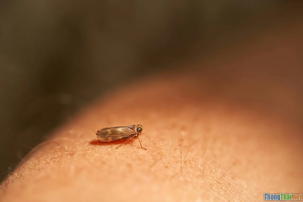 fleas, ticks, heartworm, deworming