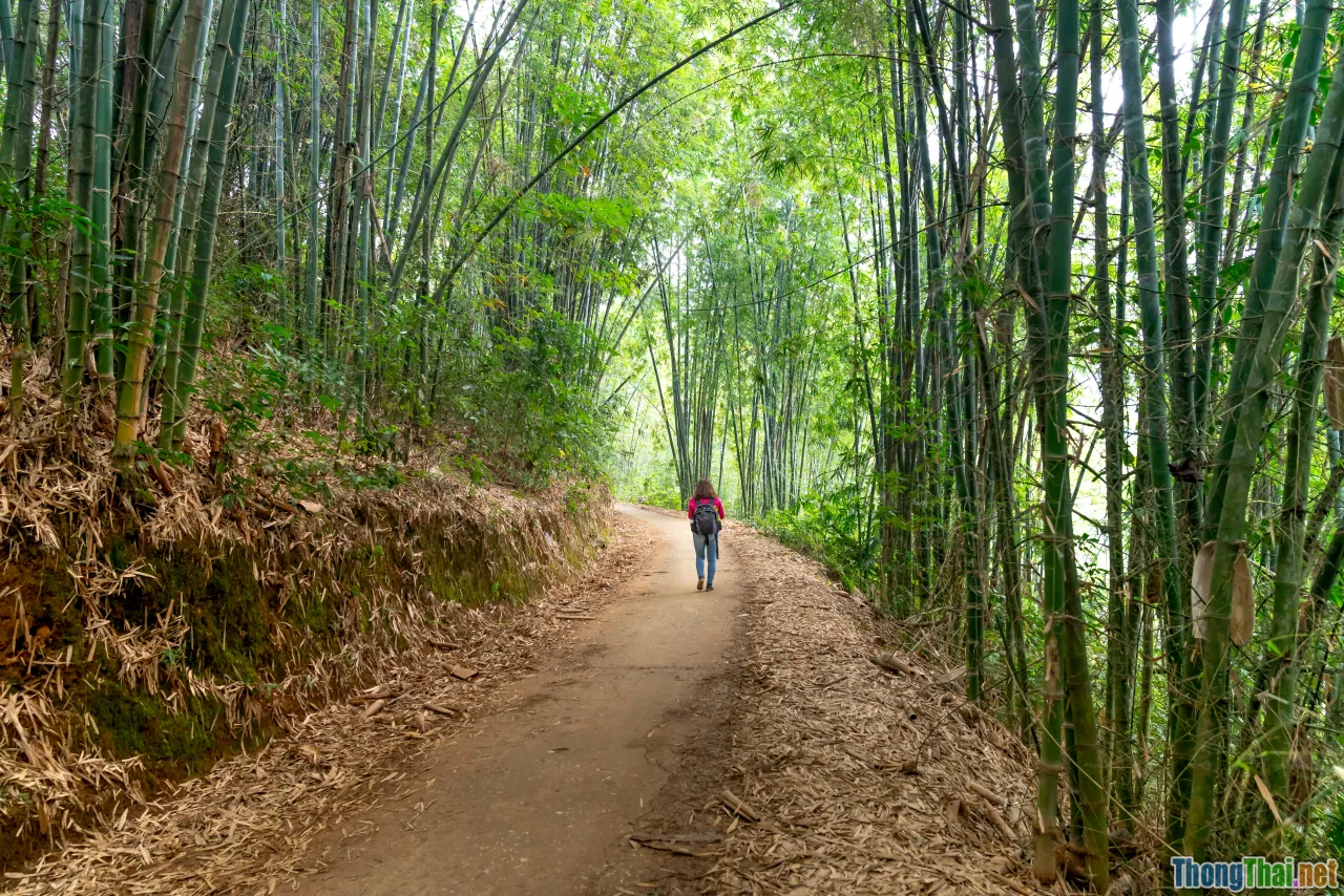 forest pathway, mindfulness walk, Vietnamese office worker nature